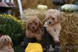 Photo №1. poodle (toy) - for sale in the city of Żabalj | negotiated | Announcement № 81199