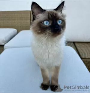 Additional photos: birman