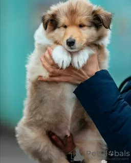 Photo №3. Puppies collie rough. Czech Republic