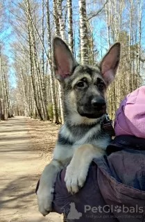 Additional photos: East European Shepherd puppy, girl