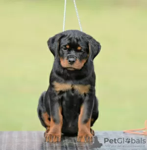 Additional photos: Rottweiler puppies, top litter