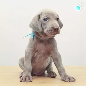 Additional photos: Weimaraner puppies