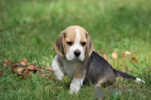 Photo №2 to announcement № 113257 for the sale of beagle - buy in Poland private announcement, breeder