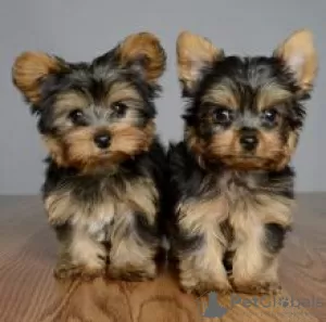 Photo №2 to announcement № 56129 for the sale of yorkshire terrier - buy in Finland 