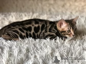 Additional photos: Bengal girl in breeding