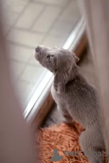 Additional photos: Long haired Weimaraner puppy