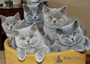 Photo №2 to announcement № 8860 for the sale of british shorthair - buy in France breeder