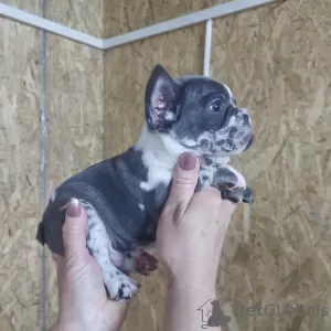 Photo №4. I will sell french bulldog in the city of Bač. breeder - price - negotiated