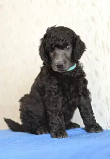 Additional photos: Great Poodle (white, black, silver)