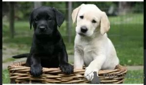 Photo №1. labrador retriever - for sale in the city of Москва | 609$ | Announcement № 10650