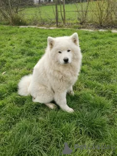 Additional photos: SAMOYED LOF BABIES - 2 MALES BORN 6/4/23