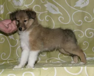 Additional photos: Shetland Shepherd Dog Puppy