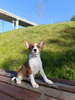 Additional photos: Basenji puppies for sale