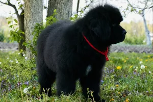 Photo №3. Selling great puppies from a breeding couple.. Ukraine