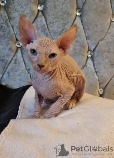 Photo №3. Gorgeous Sphynx Kittens.. Finland