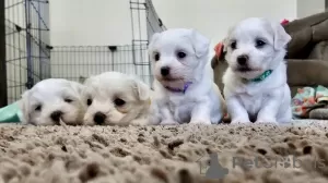 Additional photos: Maltese puppies 3 boys