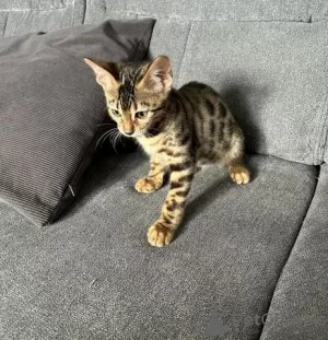 Photo №2 to announcement № 126381 for the sale of bengal cat - buy in Germany private announcement