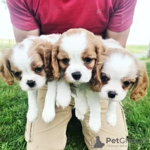 Photo №1. cavalier king charles spaniel - for sale in the city of Seaford | 317$ | Announcement № 71694