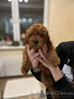 Additional photos: Red toy poodle puppies