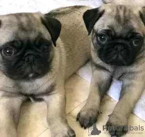 Photo №1. pug - for sale in the city of Swansea | 423$ | Announcement № 13490