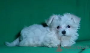 Additional photos: Puppy of the Maltese. Show class.