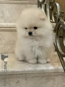 Photo №2 to announcement № 8988 for the sale of pomeranian - buy in Russian Federation from nursery, breeder