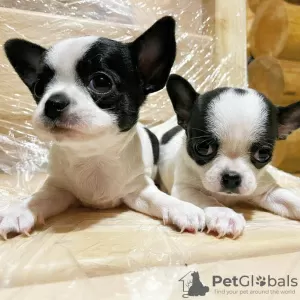 Photo №1. chihuahua - for sale in the city of Berlin | 296$ | Announcement № 110840