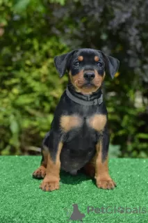 Additional photos: german pinscher