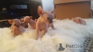 Additional photos: Sphynx kittens