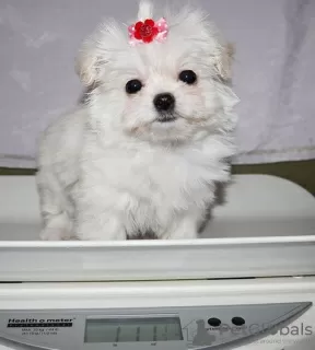 Photo №2 to announcement № 107602 for the sale of maltese dog - buy in Netherlands private announcement