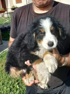 Additional photos: Bernese Mountain Dog