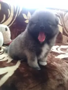 Photo №3. Keeshond puppies. Russian Federation