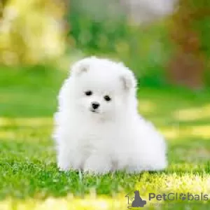 Photo №1. pomeranian - for sale in the city of Манчестер | 250$ | Announcement № 23740