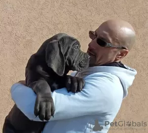 Additional photos: Cane Corso puppies