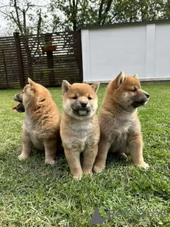 Photo №3. Shiba Inu puppies. Serbia