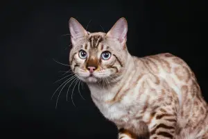 Additional photos: Bengal snow beautiful cat