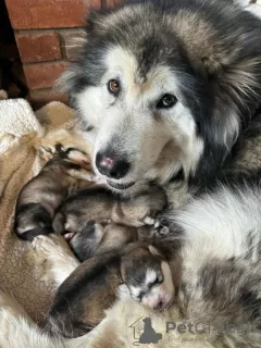 Additional photos: Alaskan Malamute Puppies