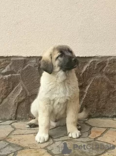 Additional photos: Turkish Kangal puppies