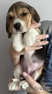 Photo №2 to announcement № 101982 for the sale of beagle - buy in United States breeder