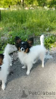 Photo №2 to announcement № 129929 for the sale of papillon dog - buy in Germany private announcement