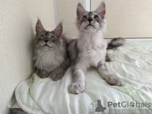 Photo №2 to announcement № 10262 for the sale of maine coon - buy in Russian Federation private announcement