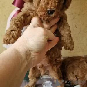 Additional photos: Puppies toy poodle (Reservation)