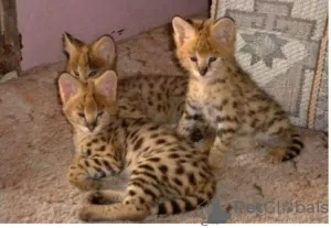 Photo №1. savannah cat - for sale in the city of Jena | 471$ | Announcement № 130251