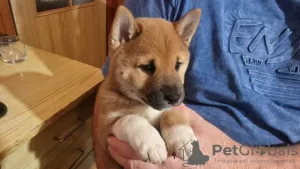 Photo №1. shiba inu - for sale in the city of Dragsvik | Is free | Announcement № 119303