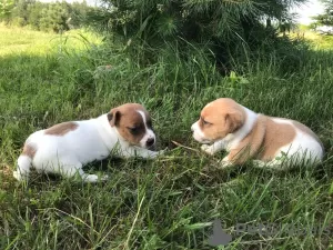 Photo №1. jack russell terrier - for sale in the city of Лида | 400$ | Announcement № 11183