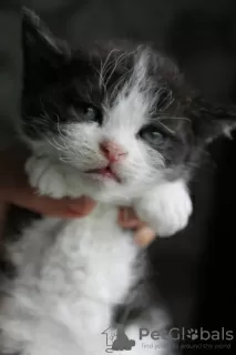 Photo №3. Selkirk Rex. Russian Federation