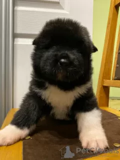 Additional photos: American Akita fluffy girl for sale