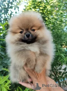 Photo №4. I will sell pomeranian in the city of Tashkent. from nursery - price - 500$