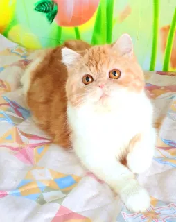 Photo №4. I will sell exotic shorthair in the city of Tiraspol. from nursery - price - 217$