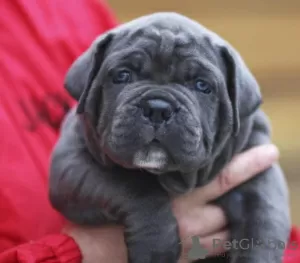 Additional photos: Cane Corso Puppies RECOMMENDATION